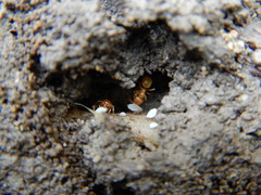 Acanthomyops