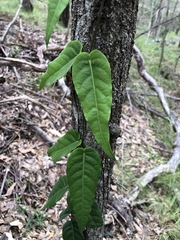 Parsonsia