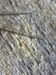 Larinia directa