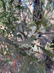Hakea florulenta