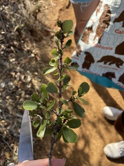 Ceanothus cuneatus