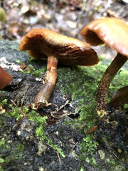 Kuehneromyces