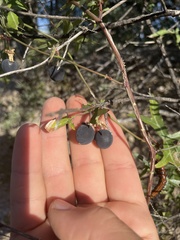 Vitis monticola