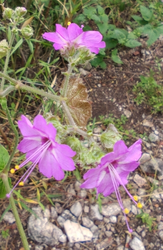 Image of Mirabilis viscosa by (c) Destino Trail, some rights reserved (CC BY)