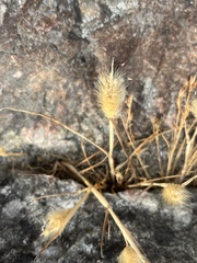 Polypogon monspeliensis