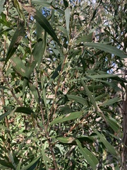 Hakea florulenta
