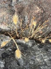 Polypogon monspeliensis