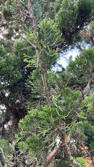 Juniperus chinensis