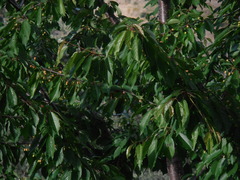 Prunus avium
