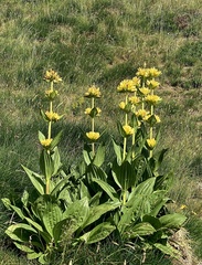 Gentiana lutea
