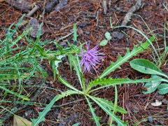 Cirsium wheeleri