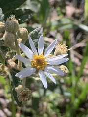 Olearia canescens
