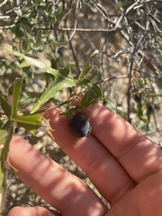 Vitis monticola