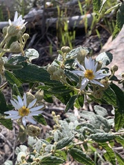 Olearia canescens