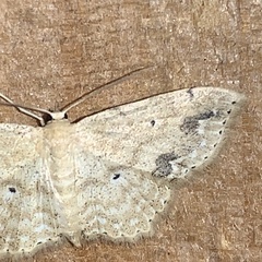 Scopula compensata