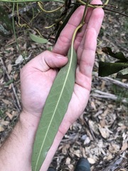 Parsonsia