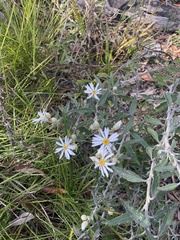 Olearia canescens