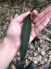 Parsonsia