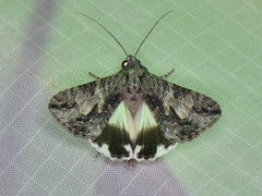 Melipotis jucunda