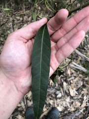 Parsonsia