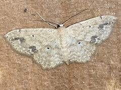 Scopula compensata