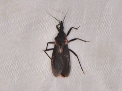 Triatoma sanguisuga