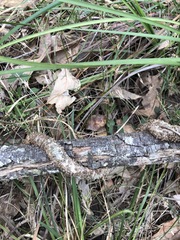 Parsonsia