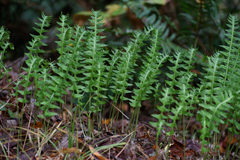 Polypodioideae