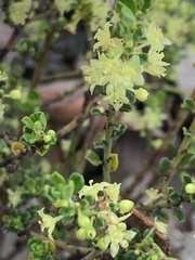 Phyllanthus hirtellus