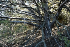 Cupressus forbesii