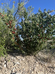 Schaefferia cuneifolia