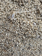 Megalorchestia corniculata