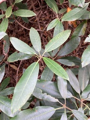 Rhododendron maximum