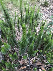 Melichrus adpressus