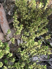 Phyllanthus hirtellus