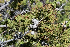 Cupressus forbesii