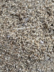 Megalorchestia corniculata