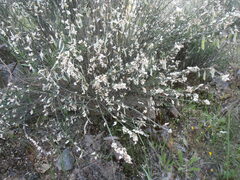 Cytisus multiflorus