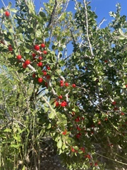 Schaefferia cuneifolia