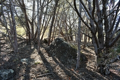 Cupressus forbesii