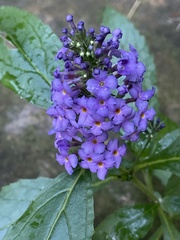 Buddleja davidii