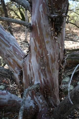 Cupressus forbesii