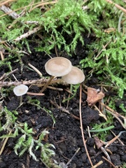 Strobilurus esculentus