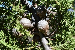 Cupressus forbesii