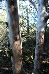 Cupressus forbesii