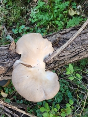 Pleurotus ostreatus