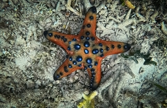 Protoreaster nodosus