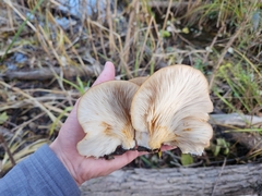 Pleurotus ostreatus