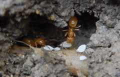 Acanthomyops