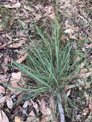 Cymbopogon refractus